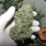 Сорт семян каннабиса Auto Rhino Ryder Feminised Silver